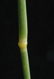 Image result for Stipagrostis uniplumis