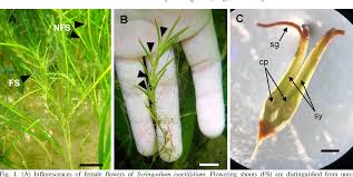 Image result for Cymodoceaceae