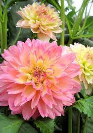 If you happen to come across any of these precious flowers, consider it your lucky day! Pin On My Flowers