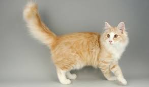 Norwegian forest cats are bigger than most domesticated felines, weighing between 12 and 22 pounds and growing up to heights of 18 inches. Norwegian Forest Cat Breed Information