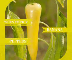 Into raised garden #peppers #garden #bananapeppers growing banana peppers in containers, growing banana peppers from peppers, tips for growing banana peppers, growing hot banana peppers, banana peppers growing time plant abundance. When To Pick Banana Peppers Properly Rooted