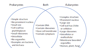 Jul 28, 2021 · learn venn diagram comparison bacteria and plant animal cell with free interactive flashcards. Prokaryotes And Eukaryotes Venn Diagram Compare And Contrast Their Structure