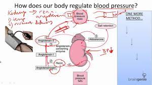 Magnesium magnesium helps regulate hundreds of body systems, including blood pressure, blood sugar, and muscle and nerve function. 8 8 2 Blood Pressure Regulation Youtube