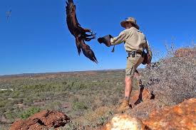 Find what to do today, this weekend, or in july. Sonder The Eagle With Senior Keeper At The Alice Springs Desert Park Abc News Australian Broadcasting Corporation