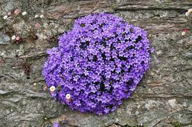Campanula Mrs Rosholt Purple Flowering Plants White Flower Farm Purple Perennials