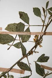 Image result for Cyamopsis