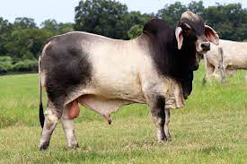 Brahman Bulls For Sale Boling Texas B R Cutrer Inc