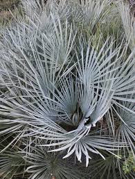Image result for Vandellia humilis