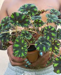 Image result for Illigera pentaphylla