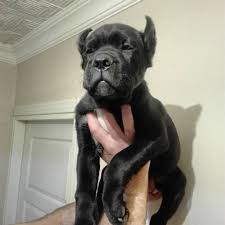 Pin On Satilik Cane Corso Yavru