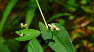 Image result for Fuirena sagittata