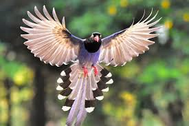 Google Image Result For Https News Usc Edu Files 2019 11 Taiwan Blue Magpie Web Jpg In 2020