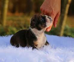 Picking up supplies, dropping kittens off at one of our. Puppies For Adoption Near Me With English Bulldog Puppies For Adoption Near Me Dogs