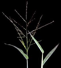 Image result for Digitaria nitens