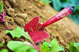 How can i amend the dirt so i can get good garden soil? Preparing Your Fall Garden Beds Whitney S Farm Market Garden Center