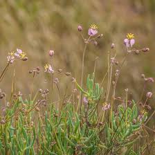 Image result for Hypertelis