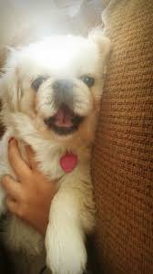 Little Candy White Pekenese Puppy Cute Dogs Pekingese Puppies Pekingese Dogs