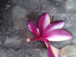 Maybe you would like to learn more about one of these? Garden Care Simplified Red Champa Frangipani Flowering Plant Care And Tips Refreshing Nature Trails