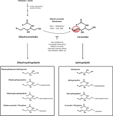 Dihydroceramides From Bit Players To Lead Actors Sciencedirect