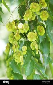 Image result for Pterocarpus