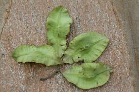 Image result for Terminalia mollis