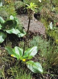 Image result for Hyparrhenia poecilotricha