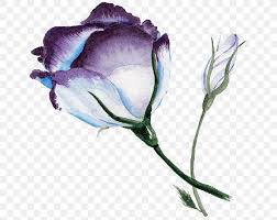 Check spelling or type a new query. Blue Rose Watercolor Painting Flower Png 650x650px Blue Rose Anemone Bud Cut Flowers Flora Download Free