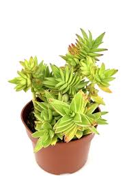 Image result for Crassula capitella