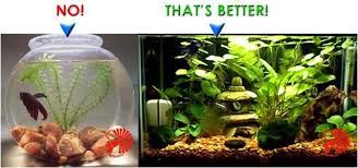 All About Betta Fish Minimum Size Of Tank Requirement For Betta Fish Betta Fish Betta Fish Tank Betta