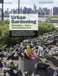 In addition to adding air and nutrients to the soil, this process raises the soil level as it seems to get compressed during the growing season and winter. Pdf Urban Gardening Managing The Risks Of Contaminated Soil