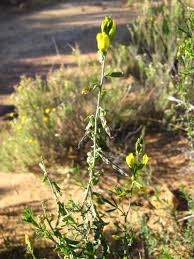 Image result for Melolobium