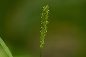 Image result for Sacciolepis indica