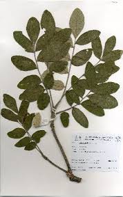 Image result for Lannea welwitschii