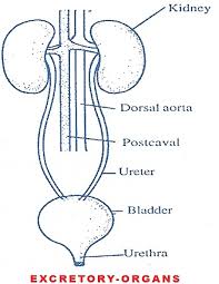 excretory system of rabbit