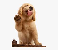 Check spelling or type a new query. Golden Puppy Labrador Brown Dog Cat Flat Coated Clipart Golden Retriever Png Transparent Png Kindpng
