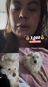 🔴 ¡SE BUSCA A BOLO! 🔴 💰 $3,000 de recompensa Bolo se perdió el 30 de  julio en la colonia Moderna, Benito Juárez, CDMX. Es una perrita viejita,  blanca con tonos miel.