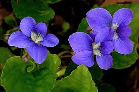 Pin By Chester Lee On Flower Homes Flower Images Flowers Beautiful Flowers