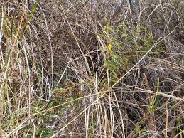 Image result for Kotschya