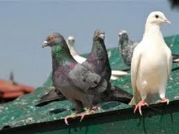I beg you to remove the i have a pair of eastern. How To Get Rid Of Pigeons Youtube