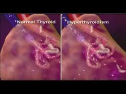 And you may have to see your doctor several times for tests of your blood levels of thyroid stimulating hormone (tsh) and adjustments to your levothyroxine dose to get it just right. How Thyroid Medicine Works In The Body Youtube