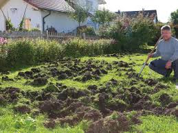 Manche gärten gleichen kleinen parkanlagen mit rosenbeeten und geschorenen hecken, dann wiederum wuchern obstbäume und blumenstauden zu einer solchen pracht auf, daß die villen und. Hohenfurch Wildschwein Rotte Verwustet Garten Hohenfurch