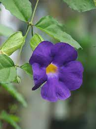 Pin On Flowers