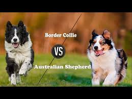 The father is a red australian shepherd, nash, bred mini, but one inch too tall. Border Collie Vs Australian Shepherd Breed Info And Comparison Youtube