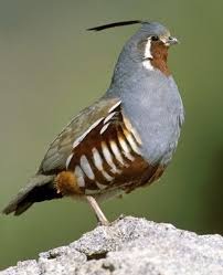 Mountain Quail Jpg Jpeg Grafik 393x483 Pixel Pet Birds Beautiful Birds Bird