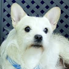 Pet service in houston, texas. French Bulldog Rescue Dogs For Adoption Near Midlothian Texas Petcurious