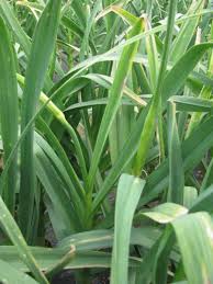 またまた葉枯病が Gamaの菜園 フォト日誌