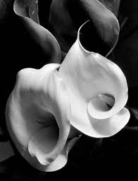 Imogene Cunningham Imogen Cunningham Cunningham Still Life Photography