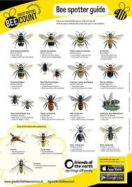 Hinton Pest Control On Twitter British Bees Types Of Bees Bee