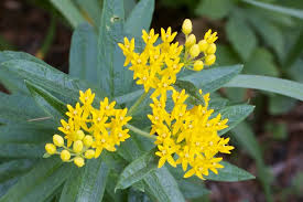Asclepias Tuberosa Hello Yellow Milkweed Asclepias Foliage Plants Asclepias Tuberosa