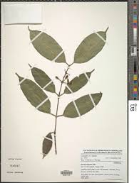 Image result for Garcinia punctata